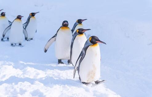 南极发现全球首只黄金企鹅是怎么回事 黄金企鹅是变异产生的吗