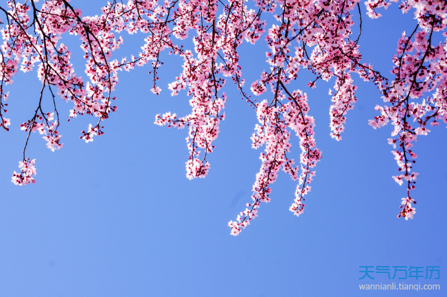 2021年深圳樱花节是什么时候 深圳的樱花什么时候开（图）