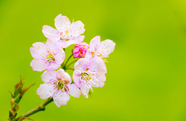 2021年广州樱花节是什么时候 2021广州哪里可以赏樱花