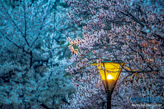 2021年深圳樱花节是什么时候 深圳的樱花什么时候开（图）
