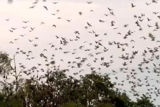澳大利亚一地遭8万狐蝠入侵是怎么回事 当地居民：天空黑压压一片