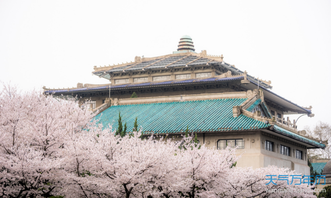 2021武大樱花节开始时间2021年武大樱花节是什么时候