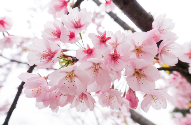 2021年杭州樱花节是什么时候 2021年杭州樱花节什么时候开幕