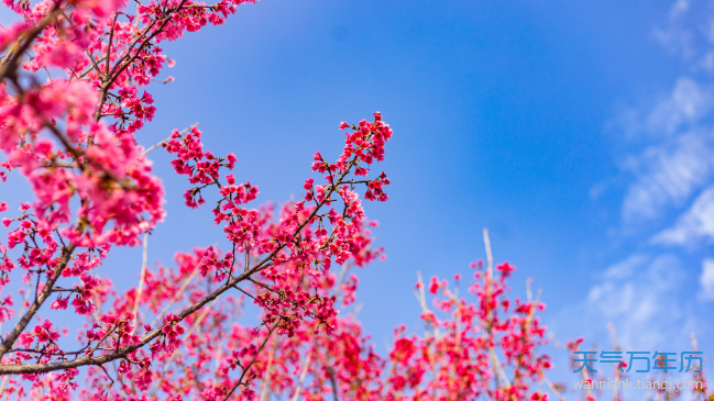 2021年深圳樱花节是什么时候 深圳的樱花什么时候开（图）