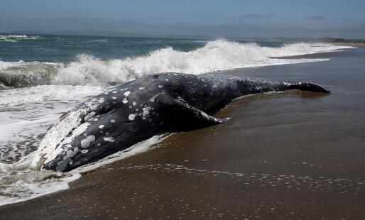 新西兰再现鲸鱼搁浅事件是怎么回事 目前已有19头鲸鱼死亡