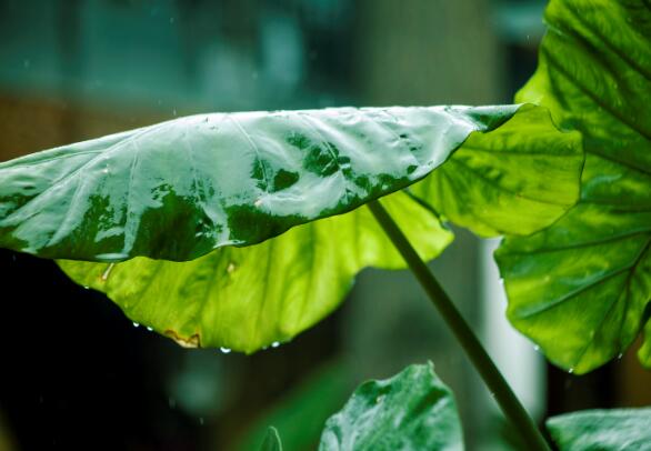 冷空气影响广东部分地区降雨显著 广州深圳元宵节均有雨水影响