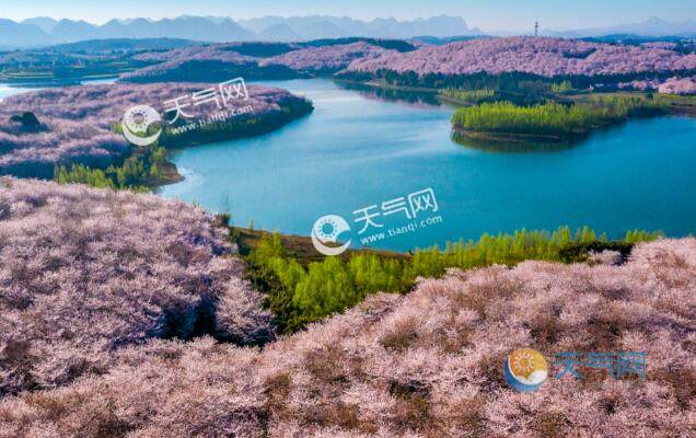 2021贵州平坝樱花观赏最佳时间 贵州平坝樱花2021观赏攻略大全