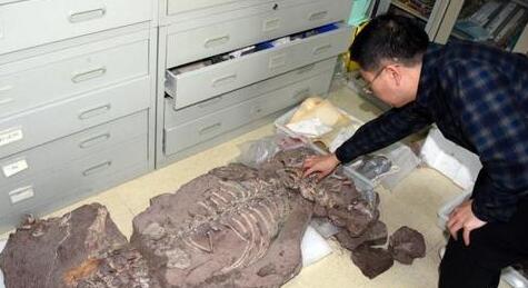 中国发现2.5亿年前九峰吐鲁番兽 专家：体型大小相当于现在河马