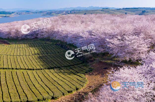 2021贵州平坝樱花观赏最佳时间 贵州平坝樱花2021观赏攻略大全