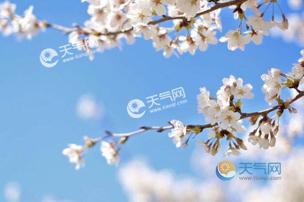 2021湖北十堰樱花观赏最佳时间 十堰樱花观赏时间地点交通攻略