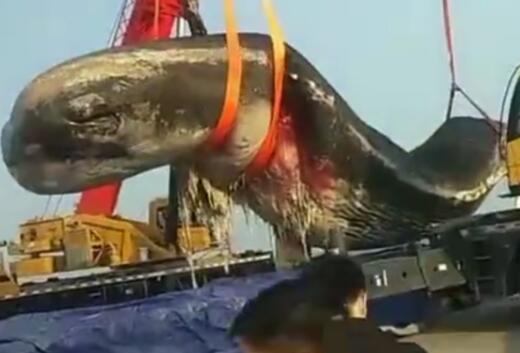 大连海域现18米长鲸鱼尸体是怎么回事 目击者：已移交相关部门处理