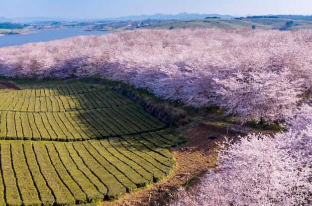 贵安樱花季将对园内及周边实行交通管制 时间为3月5日至4月5日
