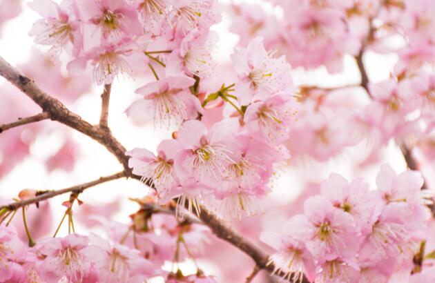 2021福州樱花最多的在哪里 福州赏樱花的最佳去处