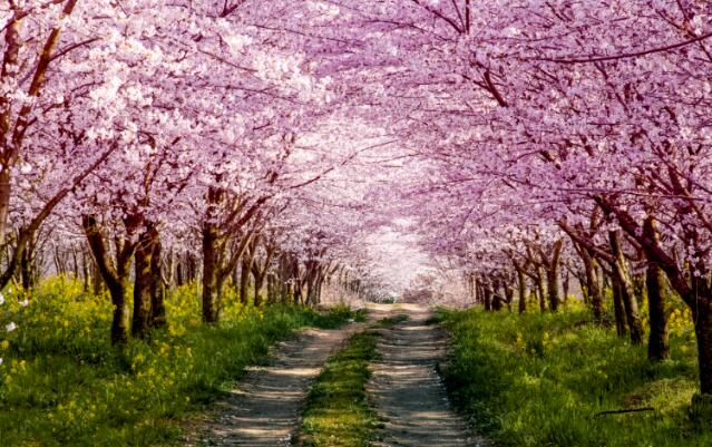 贵安樱花季将对园内及周边实行交通管制 时间为3月5日至4月5日
