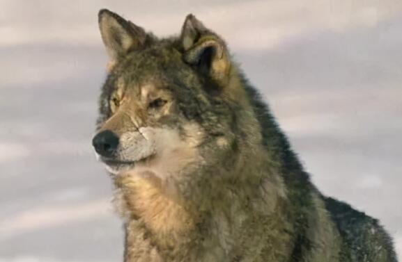 湖北一动物园以狗充狼是怎么回事 动物园方发布最新回应