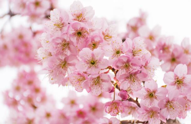 2021年广州看樱花的地方  广州樱花最佳观赏地点推荐