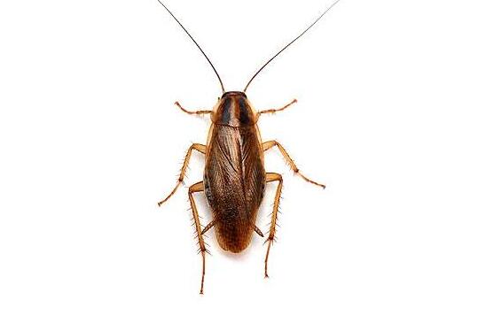 中科院：1.1亿年前蟑螂亲戚被发现