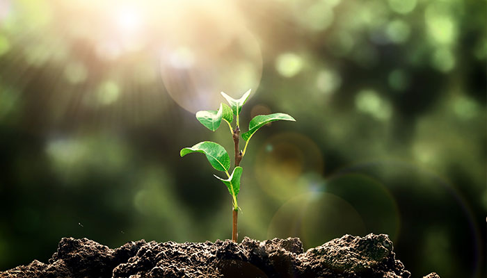 植树节节徽的意义是什么 中国植树节节徽图案的寓意