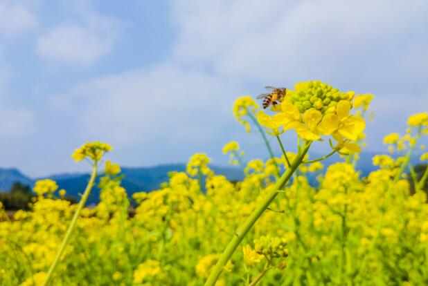 汉中油菜花节是几月份2021年 最新汉中油菜花最佳观赏时间表