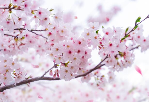 樱花什么时候开花大概几月到几月 2021全国各地樱花最佳观赏时间表一览