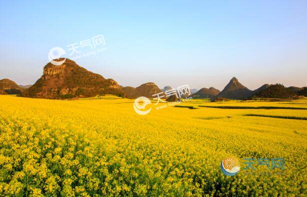 2021罗平油菜花最佳时间 罗平油菜花节2021年什么时候