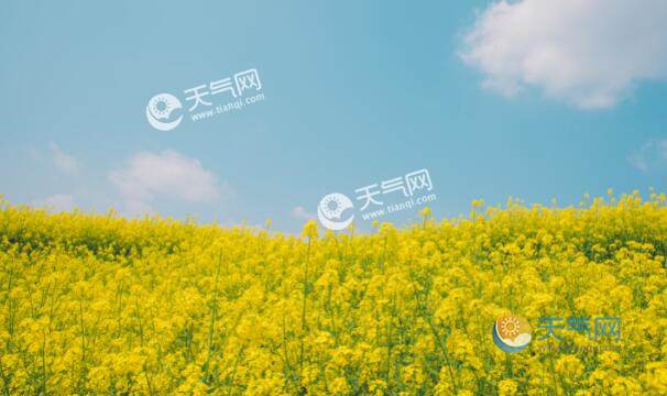 2021罗平油菜花最佳时间 罗平油菜花节2021年什么时候