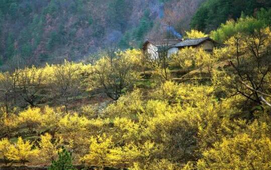 陕西佛坪10万亩山茱萸盛开 茱萸花和雪景相融十分好看