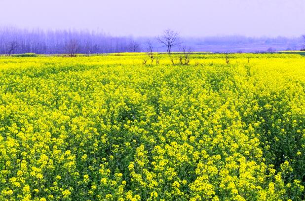 汉中油菜花节是几月份2021年 最新汉中油菜花最佳观赏时间表