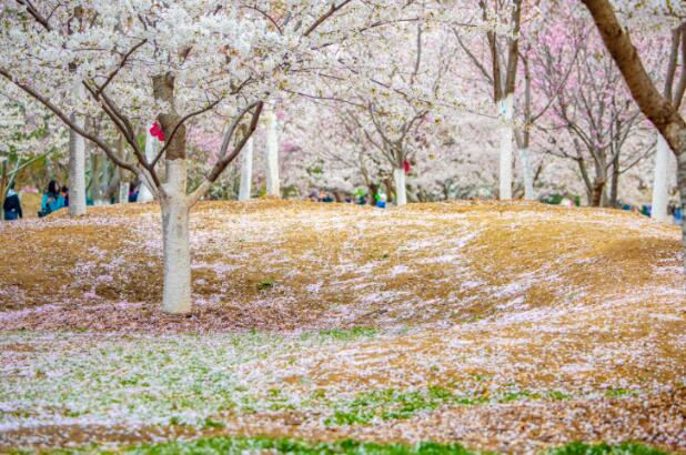 樱花什么时候开花大概几月到几月 2021全国各地樱花最佳观赏时间表一览