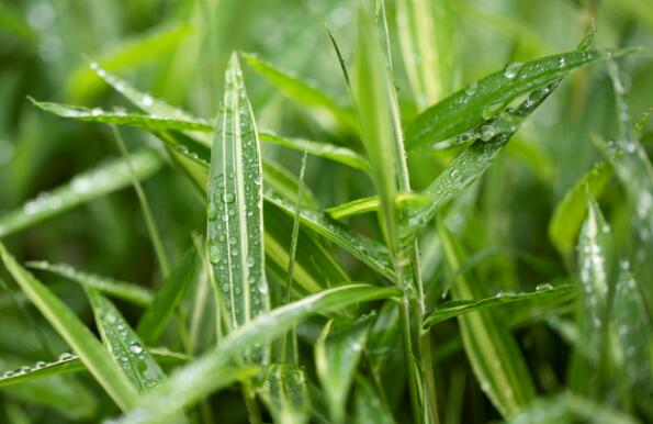 惊蛰节气江西强降雨雷电来袭 南部或出现大风冰雹等天气