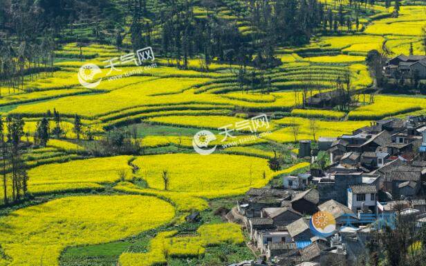 2021罗平油菜花最佳时间 罗平油菜花节2021年什么时候