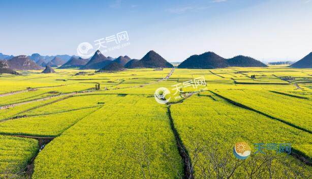 2023罗平油菜花最佳时间 罗平油菜花节2023年什么时候