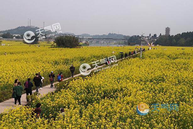 2021潼南油菜花最佳时间 潼南油菜花2021什么时候开