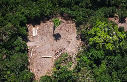 世界上34%原始热带雨林遭破坏 未来热带雨林或消失