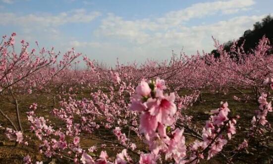 衢州百亩紫荆花海盛开 网友：就像美丽的乡村画卷