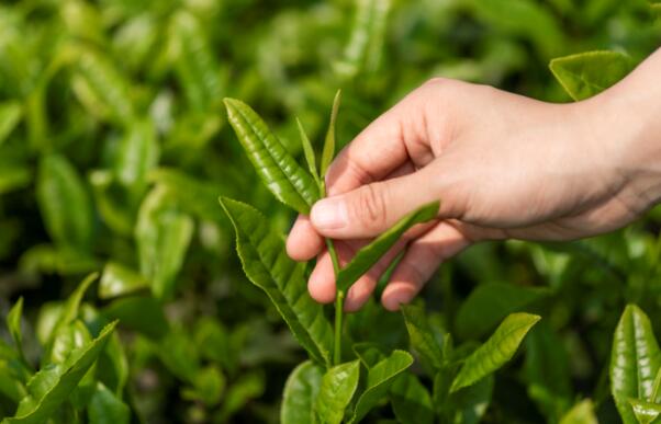 雨前茶的雨指的是什么 雨前茶的雨是什么意思