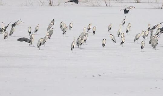 内蒙古候鸟迁徙地图出炉 候鸟的迁徙一般是在几月份