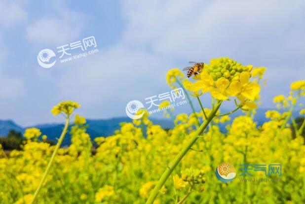 2021黃山油菜花最佳時間 黃山油菜花什么時候開
