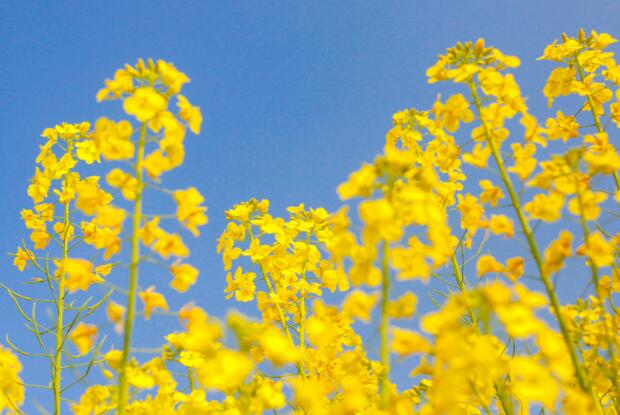 2021宜宾屏山中都油菜花最佳观赏时间 屏山中都油菜花什么时候开