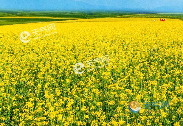 2021上海奉贤油菜花节几号开始 奉贤油菜花节时间地点