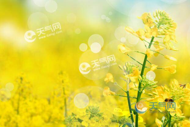 2021黃山油菜花最佳時間 黃山油菜花什么時候開