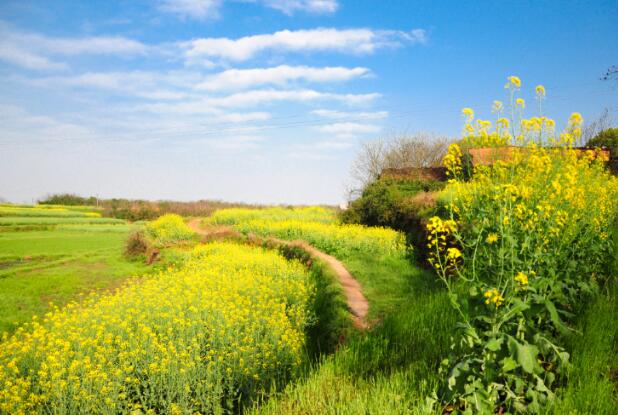 2021宜宾屏山中都油菜花最佳观赏时间 屏山中都油菜花什么时候开
