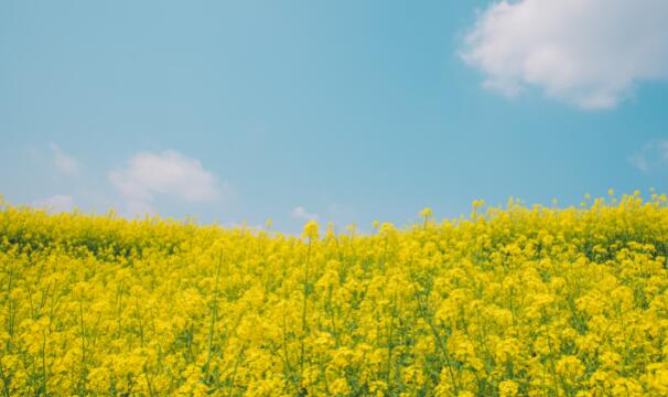 2021宜宾屏山中都油菜花最佳观赏时间 屏山中都油菜花什么时候开