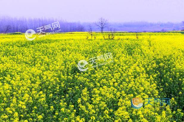 2021黃山油菜花最佳時間 黃山油菜花什么時候開