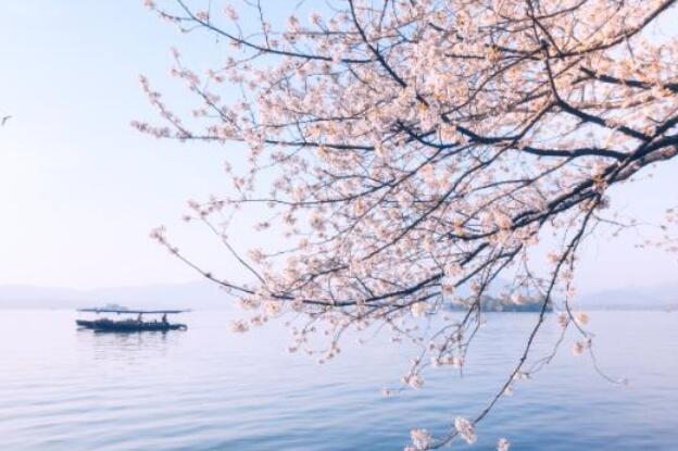 2021杭州樱花什么时候开 2021杭州樱花节时间地点路线