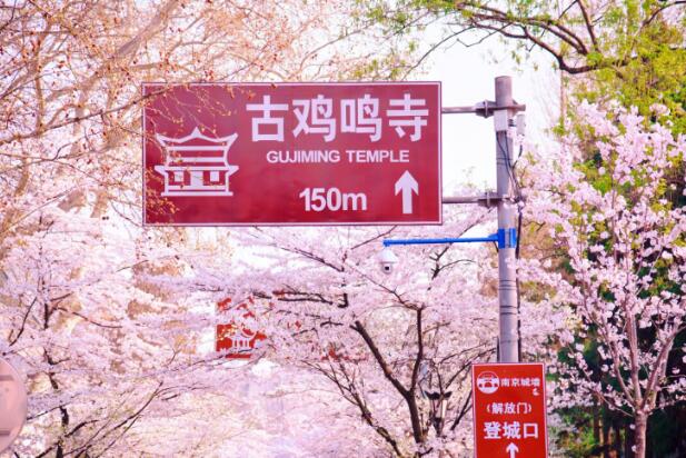 南京鸡鸣寺樱花季本周末交通管制 根据客流分色分级实施管控