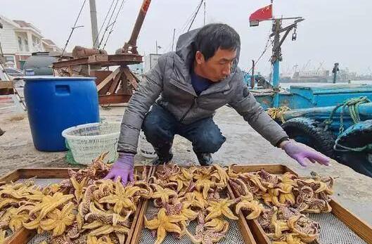 青岛胶州湾海星入侵是怎么回事 当地海洋渔业部门已介入