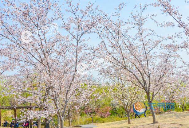 上海樱花节2021什么时候 2021上海樱花节将持续到4月12日 