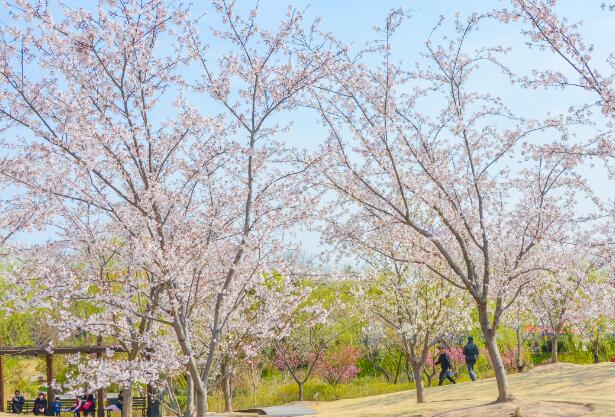 上海樱花节2021什么时候 2021上海樱花节将持续到4月12日