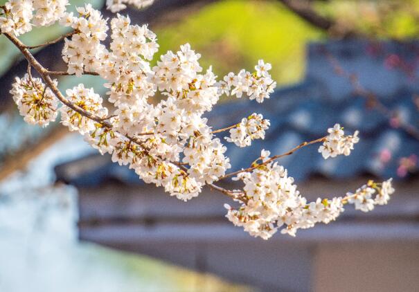 2021鹤壁樱花节是什么时候  河南鹤壁樱花节具体时间地址